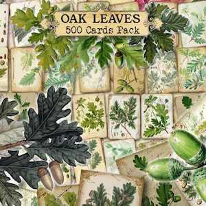 Feuilles de chêne - lot de 40 images sur 500 cartes d'illustrations vintage encarts pour collage naturel de journal indésirable clip art branche feuille et gland