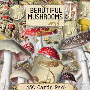 Beaux champignons - lot de 40 images sur 450 cartes au format JPG avec illustrations anciennes téléchargement numérique champignons comestibles mycologie toxique