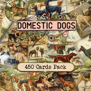 Domestic Dogs - set of 40 pictures on 450 cards with illustrations Greyhound Sheep-dog Terrier doggy pets Dog Poodle Setter Mastiff Bulldog