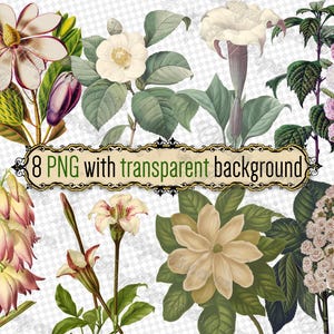 PNG 白い花 - 透明な背景の png 形式の 8 つのファイルのセット jpg デジタルダウンロード タウラマ、カメリア、ダチュラ、ユッカ、クチナシ