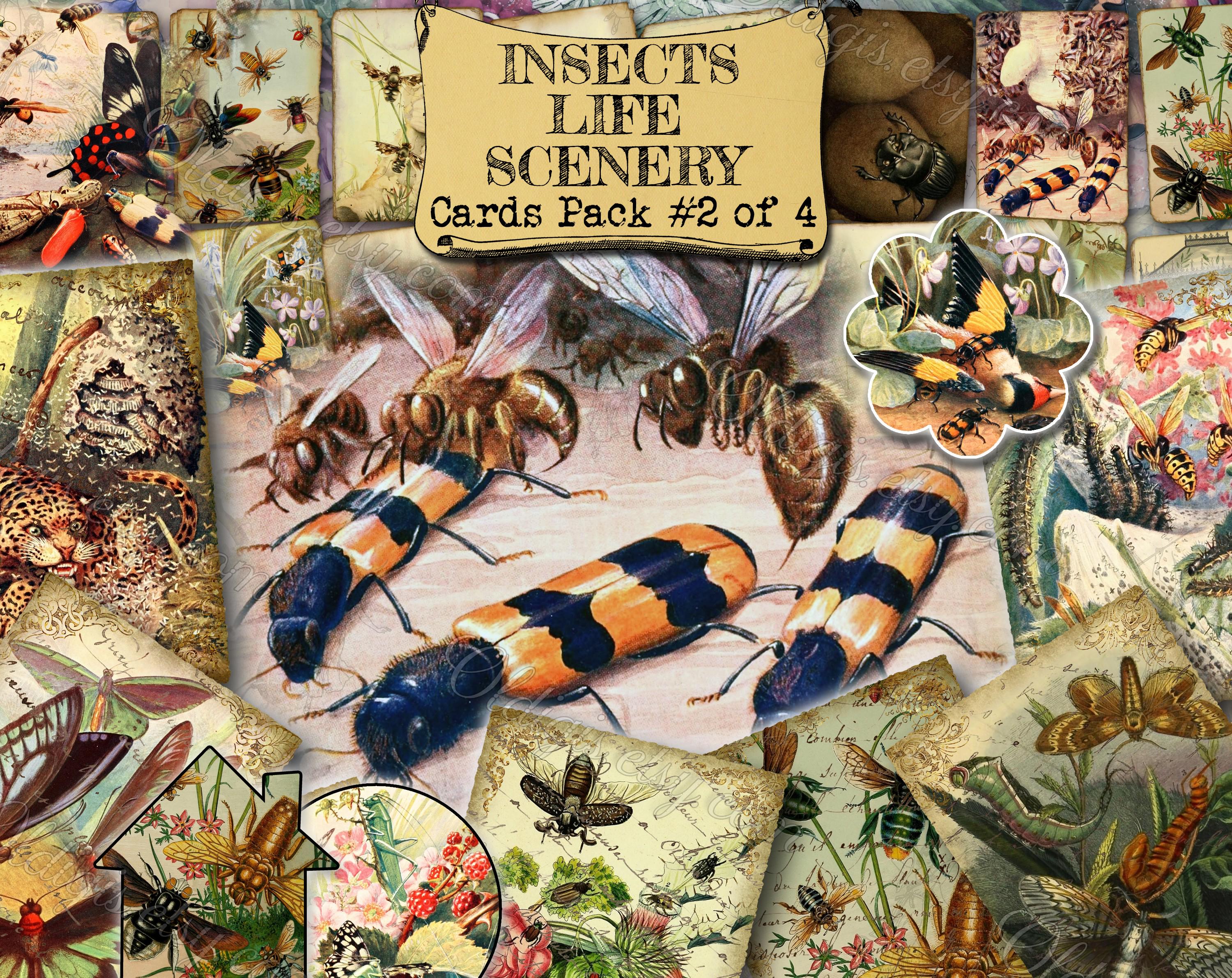 Insects Life Scenery #2 - set of 40 pictures on 400 cards in JPG antique illustrations old book page journaling bunch high quality clipart
