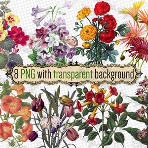 PNG BLUMEN Multicolor Bouquet-3 Satz von 8 Dateien im Png-Format mit transparentem Hintergrund jpg digitaler Download Kapuzinerkresse Ranunculus