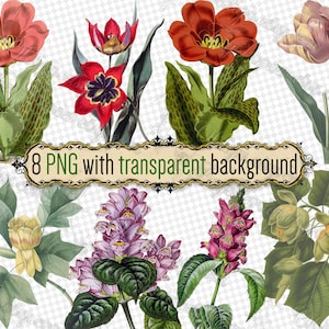 PNG 花 チューリップ チェローネ - 透明な背景の png 形式の 8 つのファイルのセット jpg デジタルダウンロード チューリップ チューリップ ユリノキ 花