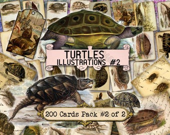 Turtles Illustrations #2 - set of 40 pictures on 200 cards in JPG format with antique illustrations vintage image animals tortoise ancient