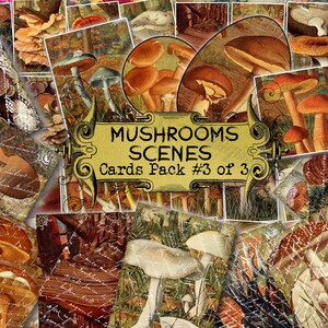Champignons scènes n°3 - lot de 40 images sur 450 cartes, design vintage, vieilles illustrations, inserts pour clip art naturel, journal indésirable, couleur