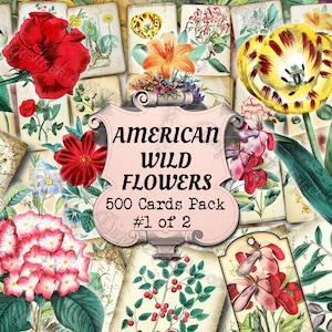 Fleurs sauvages américaines #1 - lot de 40 images sur 500 cartes illustrations anciennes vintage Amérique des Etats-Unis flore naturelle indigène botanique plante floral