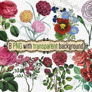 PNG 花 ローズ カーネーション - 透明な背景の png 形式の 8 つのファイルのセット jpg デジタルダウンロード クライミングローズ ティーローズ ヴィンテージ