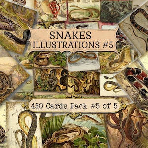 Snakes Illustrations #5 - set van 40 afbeeldingen op 450 kaarten met antieke illustratiesstijl grafisch ontwerp jpg jpeg pack zip 300 dpi 1800s