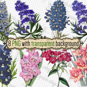 PNG花デルフィニウムグラジオラスフロックス - 透明な背景のPNG形式の8つのファイルのセットデジタルダウンロードラークスパーブルーピンクレッド