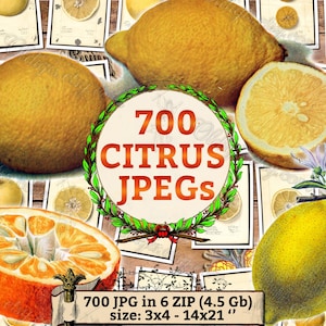 700 CITRUS Jpegs - pack of vintage public domain images pictures in high resolution digital download printable fruits Grapefruit Lime Orange