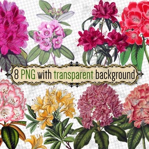 PNG 花 シャクナゲ-2 - 透明な背景の png 形式の 8 つのファイルのセット jpg デジタル ダウンロード 花束 ヴィンテージ プリント 古い本