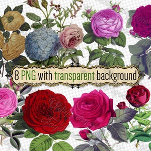 PNG FLOWERS Rose-6 - 透明な背景のPNG形式の8つのファイルのセット jpgデジタルダウンロード モスローズティーローズアジサイブーケ