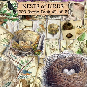 Nids d'oiseaux n°1 - lot de 40 images sur 300 cartes au format JPG, illustrations anciennes, croquis, feuille d'images en couleur pour journal d'images d'un nid d'oiseau