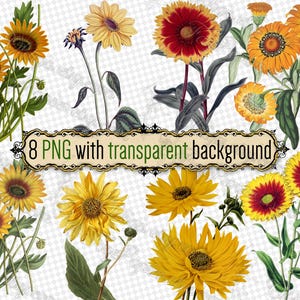 PNG ひまわり - 透明な背景の png 形式の 8 つのファイルのセット jpg デジタルダウンロード ひまわり ガイラリア ヘリアンサス ガザニア