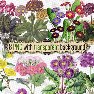 PNG FLOWERS Primrose-3 - 透明な背景のPNG形式の8つのファイルのセット jpgデジタルダウンロード プリムラ 中国のヴィンテージプリント植物