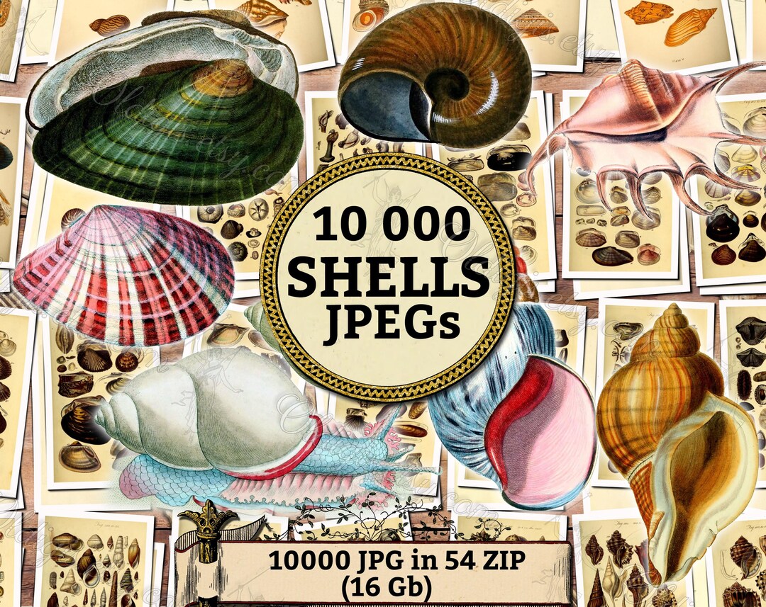 10 000 SHELLS Jpegs Pack of Vintage Public Domain Images Pictures in ...
