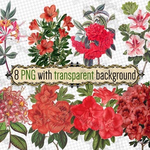 PNG FLOWERS アザレア-2 - 透明な背景のデジタルダウンロード付きPNG形式の8つのファイルのセット シャクナゲの赤とピンクの色の花束