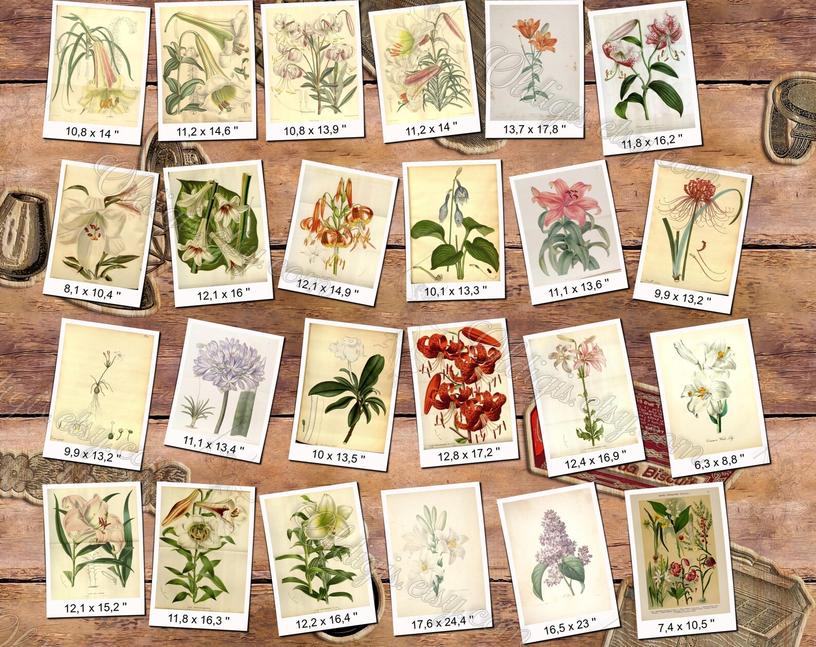 1000 LILIES Jpegs Pack of Vintage Public Domain Images Pictures in High ...