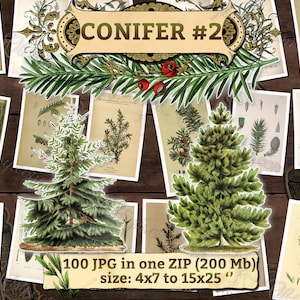 CONIFER #2 pack of 100 high resolution botanical images Fir Pine Larch Cedar Cypress Spruce digital download printable print for Christmas