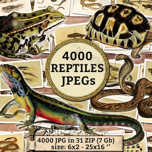 Pode incluir: Uma colagem de ilustrações vintage com vários répteis, incluindo um sapo verde, uma tartaruga, uma cobra e um lagarto. As imagens são cercadas por uma borda decorativa e texto que diz "4000 REPTILES JPEGS" e "4000 JPG in 31 ZIP (7 Gb) size: 6x2 - 25x16"