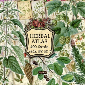 Herbal Atlas #2 - conjunto de 40 fotos em 400 cartões em JPG com ilustrações antigas download digital instantâneo flora vintage plantas botânicas