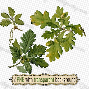 Gałęzie dębu PNG, antyczny botaniczny żołądź, antyczne zielone liście, leśna sztuka przyrodnicza, grafika cyfrowa Cottagecore, retro liście drzew
