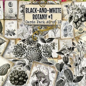 Botanique en noir et blanc n°1 - lot de 40 images sur 300 cartes au format JPG avec illustrations anciennes Cactus citrus acer en téléchargement numérique