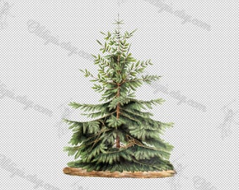 Julgran #2 Vintage PNG Clipart, botanisk granillustration, vintergröna tall, vinterskogsgrönska, digital antik naturkonst