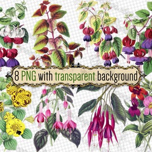 PNG FLOWERS Fuchsia Mimulus - 透明な背景のPNG形式の8つのファイルのセット、jpgデジタルダウンロード、ヴィンテージフローラルプリントブーケ