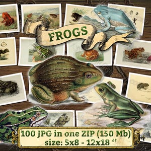 FROGS #1 pack of 100 vintage large size images High resolution digital download printable illustrations amphibia amphibian Toads Rana Bufo