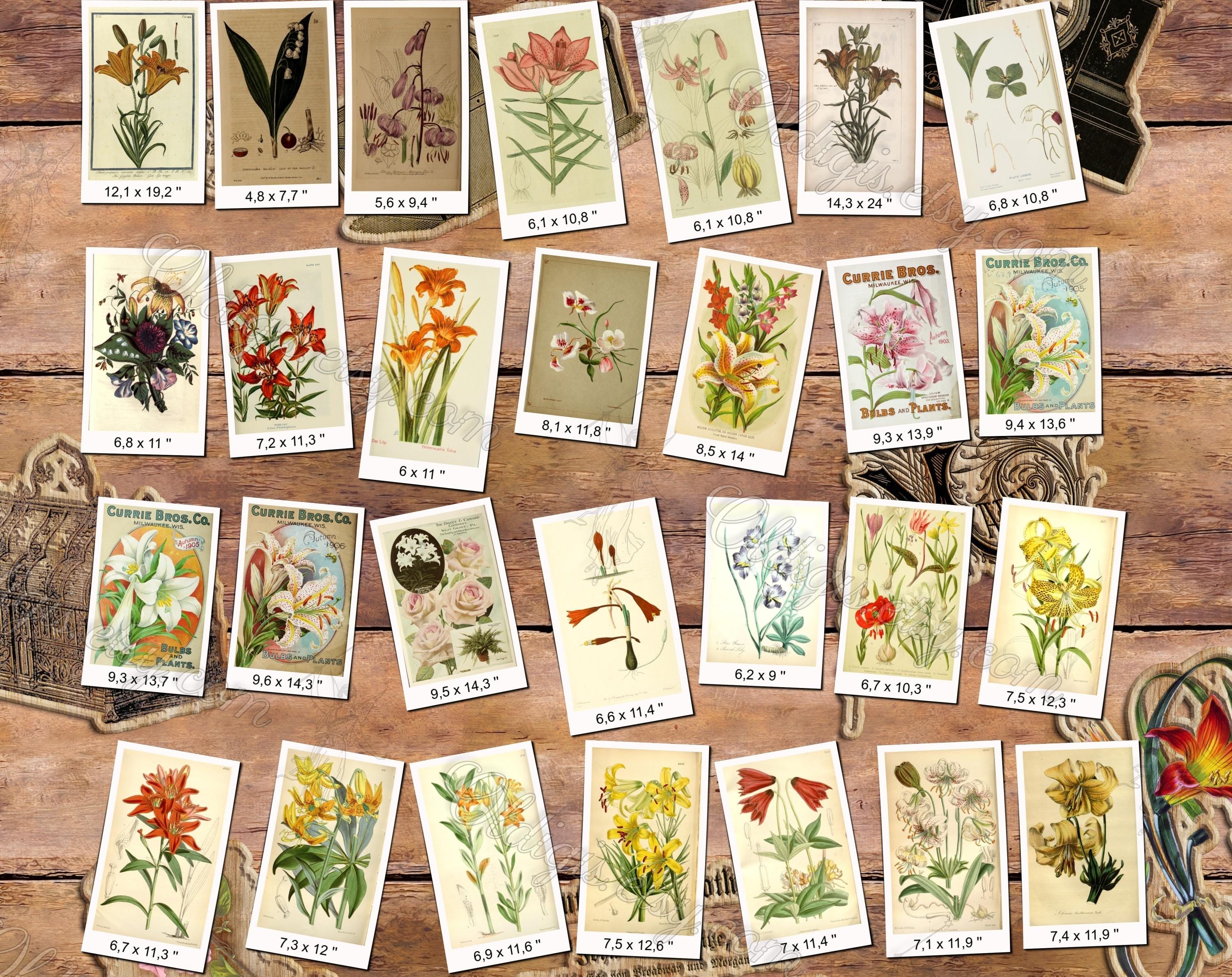 1000 LILIES Jpegs Pack of Vintage Public Domain Images Pictures in High ...