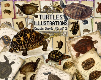Illustrazioni di tartarughe n. 1 Pagine di diario spazzatura, creature selvatiche, fauna costiera, effimere d'epoca, tartarughe antiche, carte digitali vittoriane