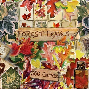 Feuilles de la forêt - lot de 40 images sur 350 cartes design vintage illustrations anciennes encarts pour herbier de feuilles clip art journal indésirable naturel