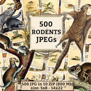 May include: A collage of 500 images of various rodents, including squirrels, mice, and rats. The images are in a variety of poses and settings, and are all in a vintage style. The text "500 RODENTS JPEGS" is displayed in a large, bold font at the top of the collage. The text "500 JPG in 10 ZIP (800 Mb) size: 5x8 - 14x22" is displayed at the bottom of the collage.