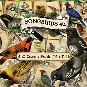 Singvögel #4 - Set mit 40 Bildern auf 450 Karten mit antiken Illustrationen vintage kleine Vögelchen für kommerzielle Nutzung Singvögel