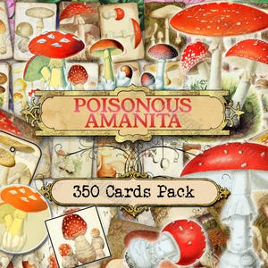 Amanite venimeuse - lot de 40 photos sur 350 cartes au format JPG avec illustrations anciennes en téléchargement numérique instantané pour usage commercial champignons
