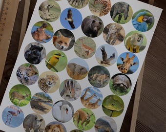 Safari Tier Sticker – Süß & Wild Foto Sticker fürs Journal, Planner, Scrapbook