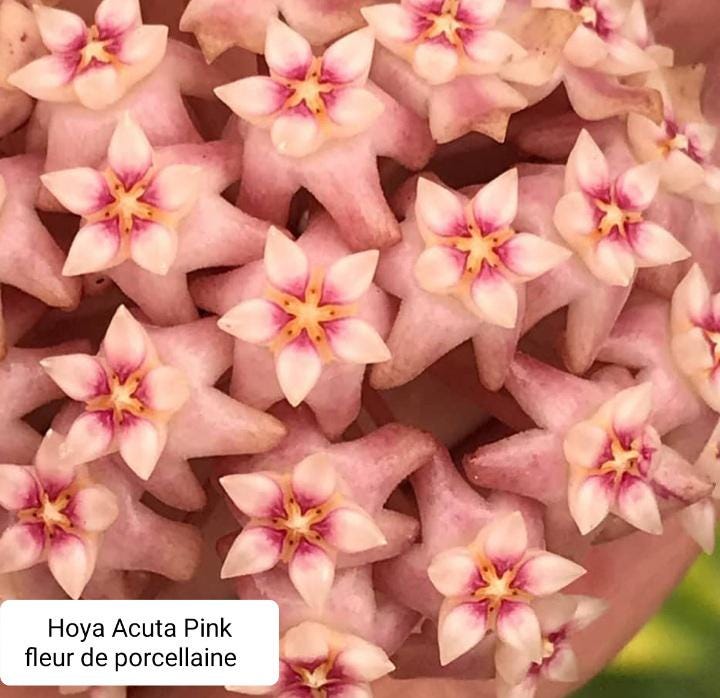 Hoya serpens - Etsy 日本