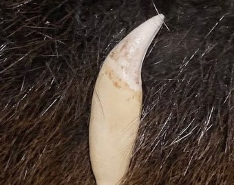 Black Bear Tooth