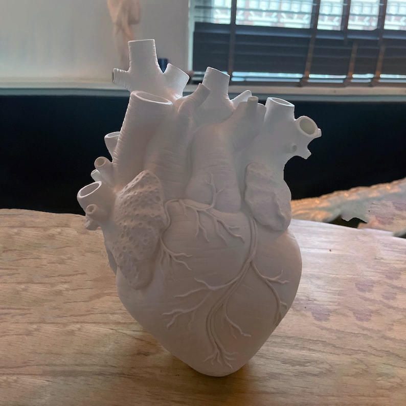Exclusive Anatomical Heart Vase Cardiologist Artificial Etsy