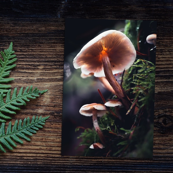 Mushroom Greeting Cards | Set of Photo Cards | Woodland Forest Nature Photography | Folded, Flat, Postcards