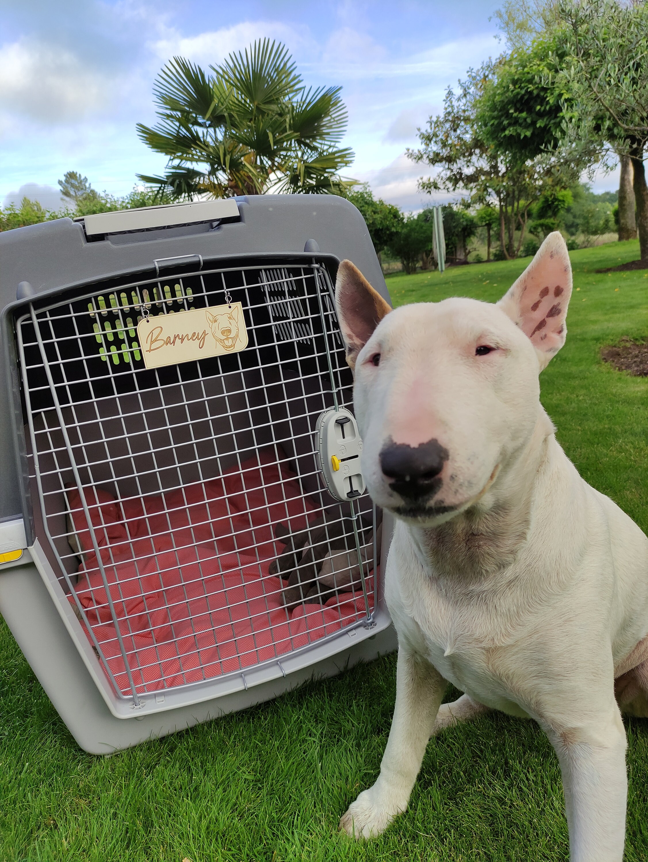 Personalized Wooden Pet Plaque Pet Crate Name Tag Cage And Etsy Australia personalized-wooden-pet-plaque-pet-crate-name-tag-cage-and-etsy-australia