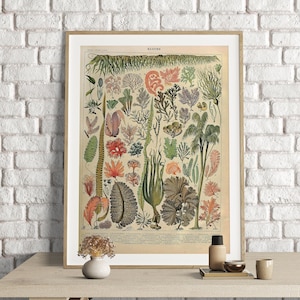 Adolphe Millot Druck, Vintage Algen Drucke, Wanddekoration, Vintage Poster, Botanischer Druck, Algen Poster, Ozean Kunst, Wandkunst, Botanische Kunst
