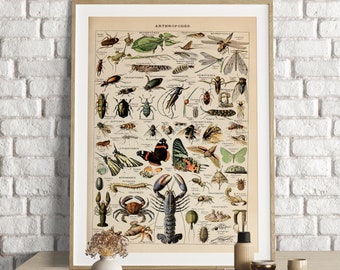 May include: A vintage educational chart titled "Arthropoden" featuring a colorful illustration of various insects, spiders, and crustaceans. The chart includes scientific names and classifications for each creature.