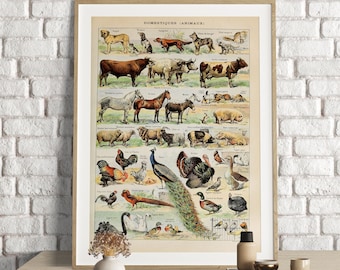 Adolphe Millot Prints, Animals Chart Print, Adolphe Millot Vintage Scientific Illustration, Animaux , Animal Poster Art, Domestic Animals