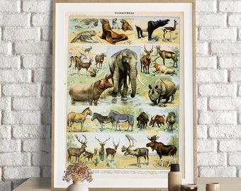 洋書 CLASSIC NATURAL HISTORY PRINTS MAMMALS Illustrated Mammals Print - Natural History Nursery Art - Etsy
