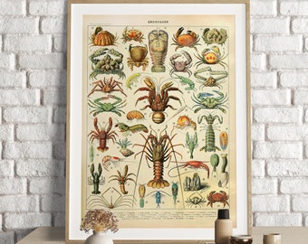 May include: A framed vintage print titled "Crustacés" featuring detailed illustrations of various crustaceans in shades of brown, green, and red. The print is displayed on a light-colored wooden table against a white brick wall.