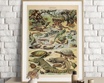 Adolphe Millot Prints, Reptiles Chart Print, Adolphe Millot Vintage Reptiles Poster Art, Reptiles Illustration, Reptiles , Animal Poster Art