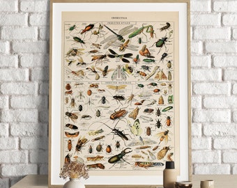 Adolphe Millot Prints, Insects Vintage Science Print ,Vintage Insectes Poster, Wall Art Print, Insects Poster, Insectes Prints, Arthropods