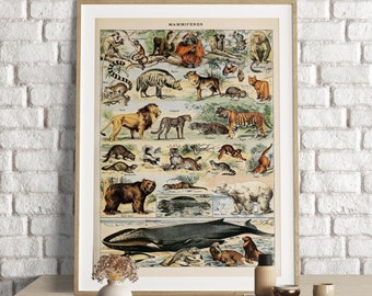 Illustrated Mammals Print - Natural History Nursery Art - Etsy Canada